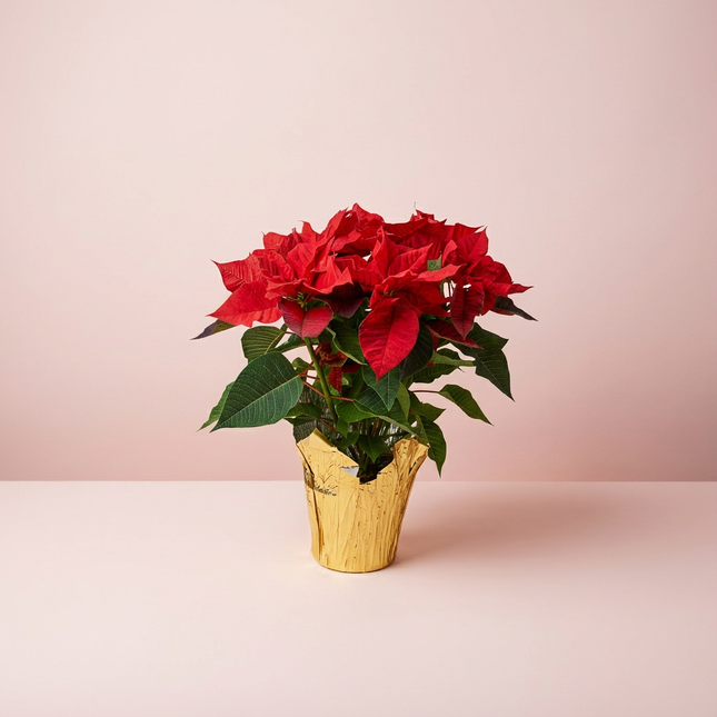 Poinsetta - the couture bloom of the holidays