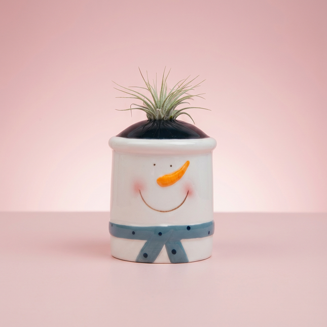 Christmas Air Plants Tillandsia