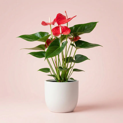 Anthurium Pink 26cm (10'')