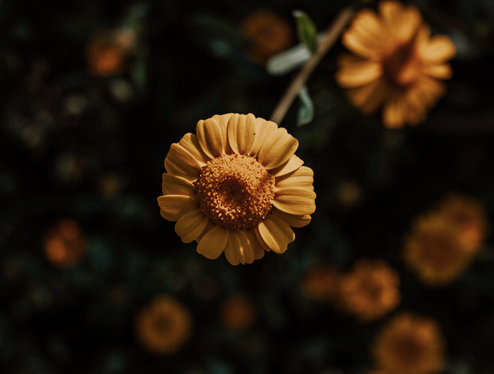 <h1>Fall is here</h1>