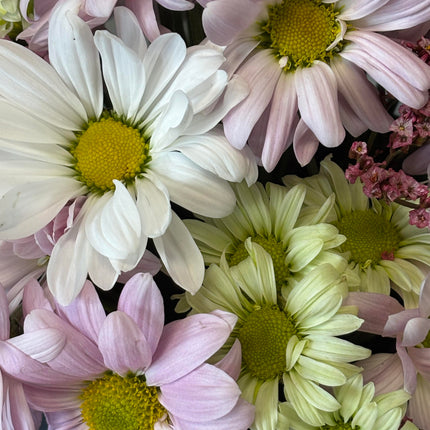 Daisy Daydream