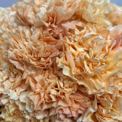 Blushing Petals Grand Arrangement