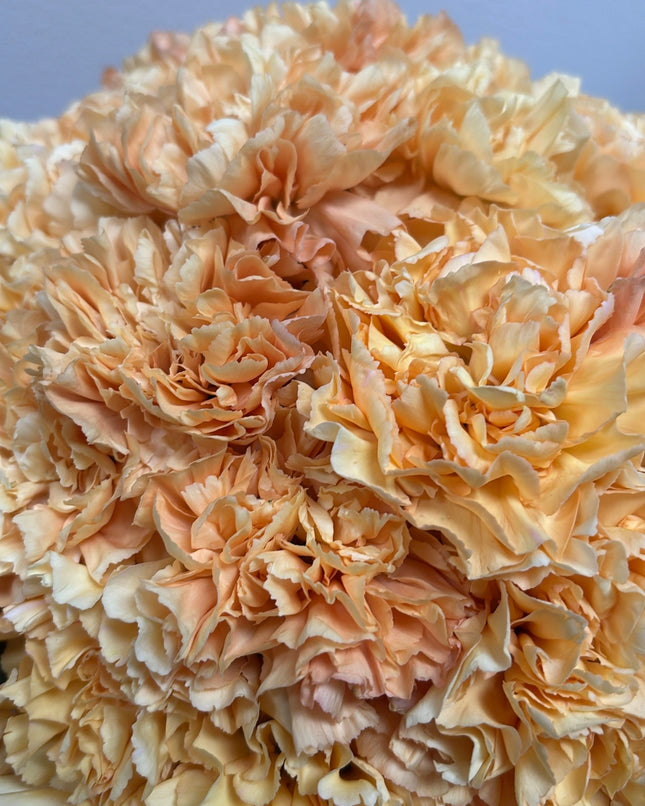 Blushing Petals Grand Arrangement