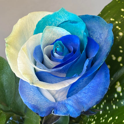 Blue Rainbow