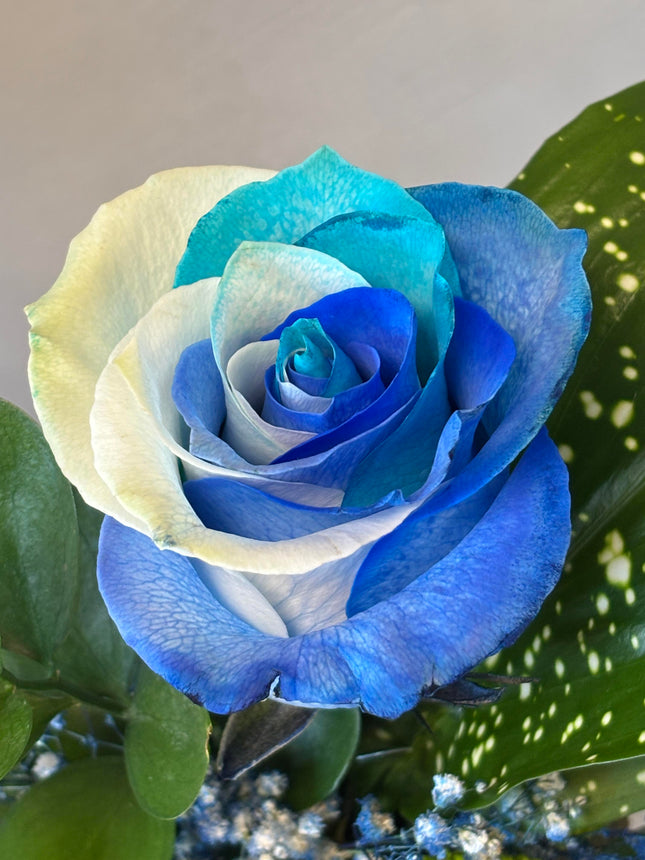 Blue Rainbow